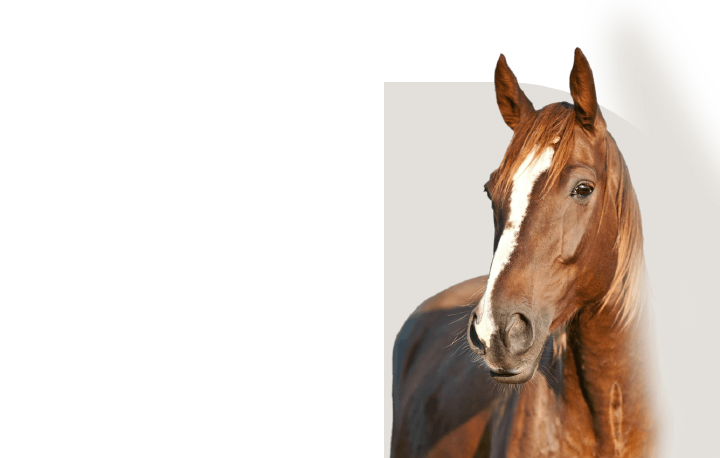 bild hoeveler sortiment pferdefutter mash